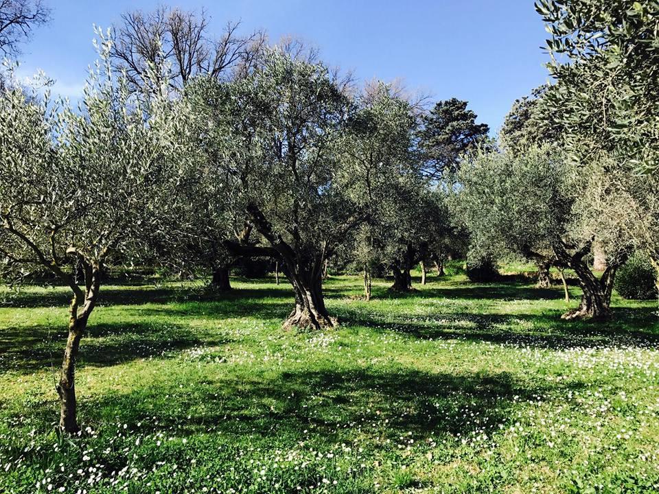 Il Pettirosso B&B Grottaferrata Extérieur photo